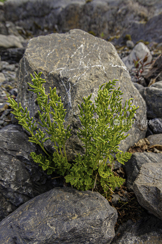 欧芹蕨类，Cryptogramma crispa, Chugach国家森林，威廉王子湾，阿拉斯加，水龙骨科，两种类型的叶肥沃(线形和较长)和营养(卵形到披针形柄)。Pteridaceae。